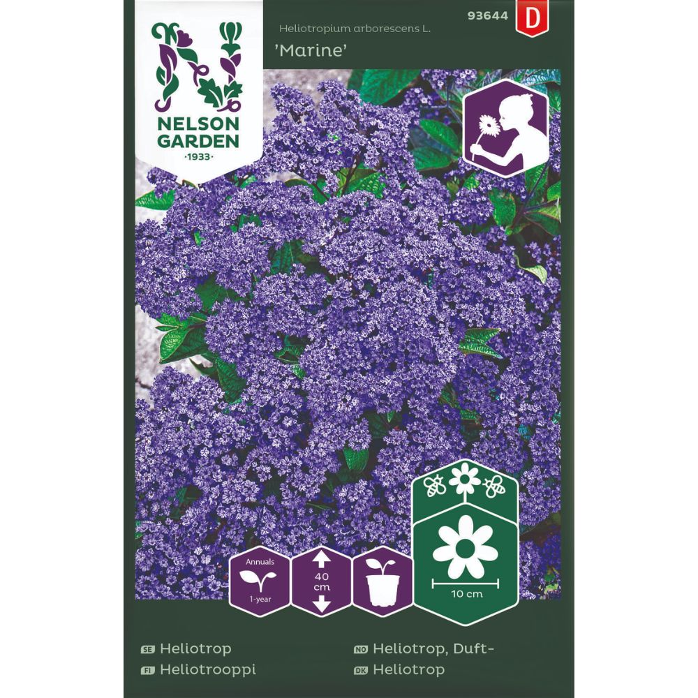 Dufteheliotrop med fiolettblå blomsterskjermer