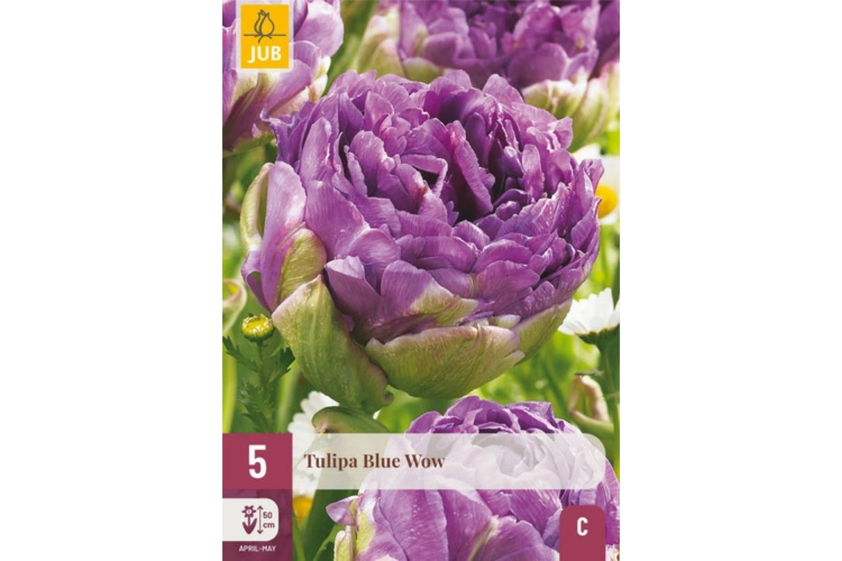Pakke med Blue Wow tulipanløk med blå-lilla, fyldige blomster.