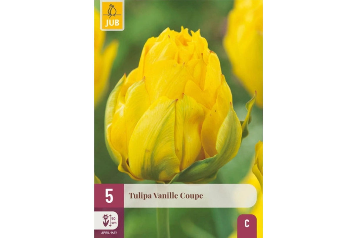 Eksklusiv tulipan ‘Vanille Coupe’ – Dobbel sen tulipan i kremgul iskremstil (5 løk)
