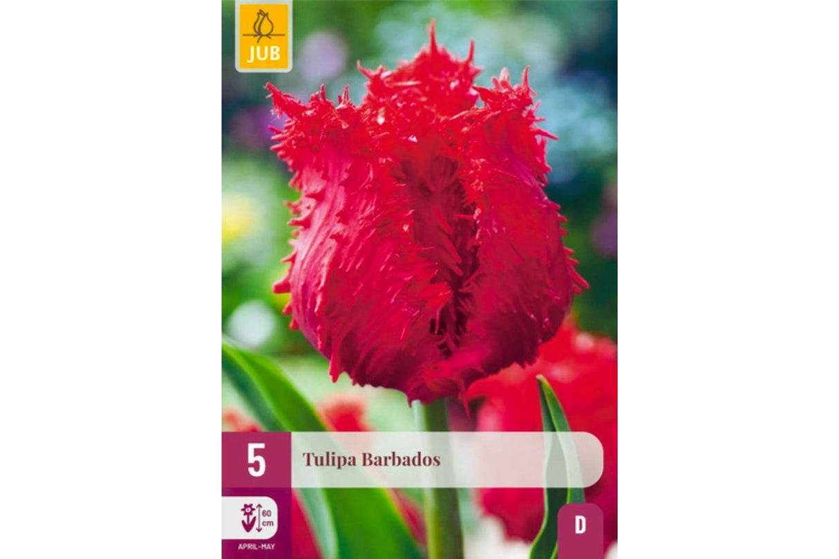 Eksklusive Tulipaner ‘Barbados’ – Røde frynsetulipaner med duft (5 blomsterløk)