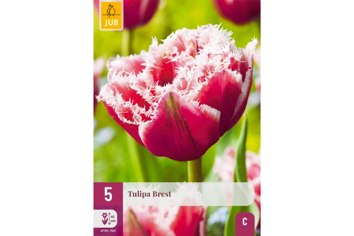 Eksklusive Tulipaner ‘Brest’ – Rosafarget frynsetulipan med hvite kanter (5 blomsterløk)