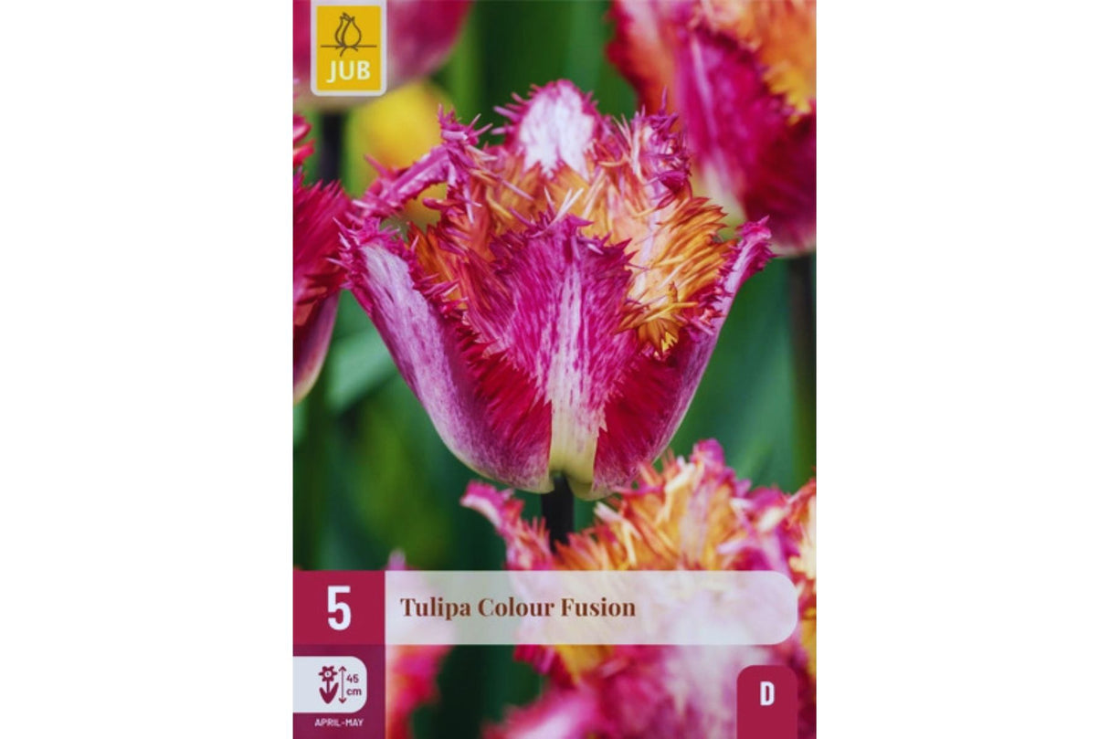 Eksklusive Tulipaner ‘Colour Fusion’ – Fargerik frynsetulipan (5 blomsterløk)