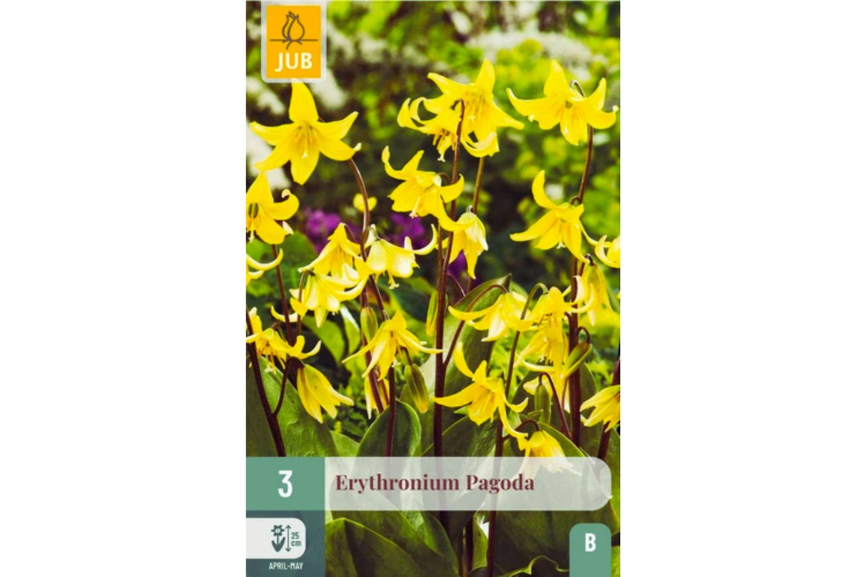 Erythronium pagoda – Hundetann med gule hengende blomster (3 blomsterløk)