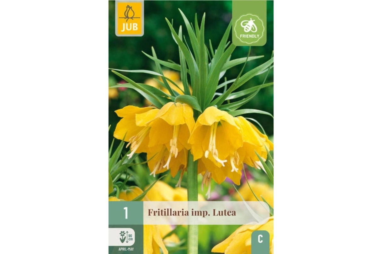 Fritillaria imperialis ‘Lutea’ – Gul keiserkrone (1 løk, flerårig blikkfang i hagen)