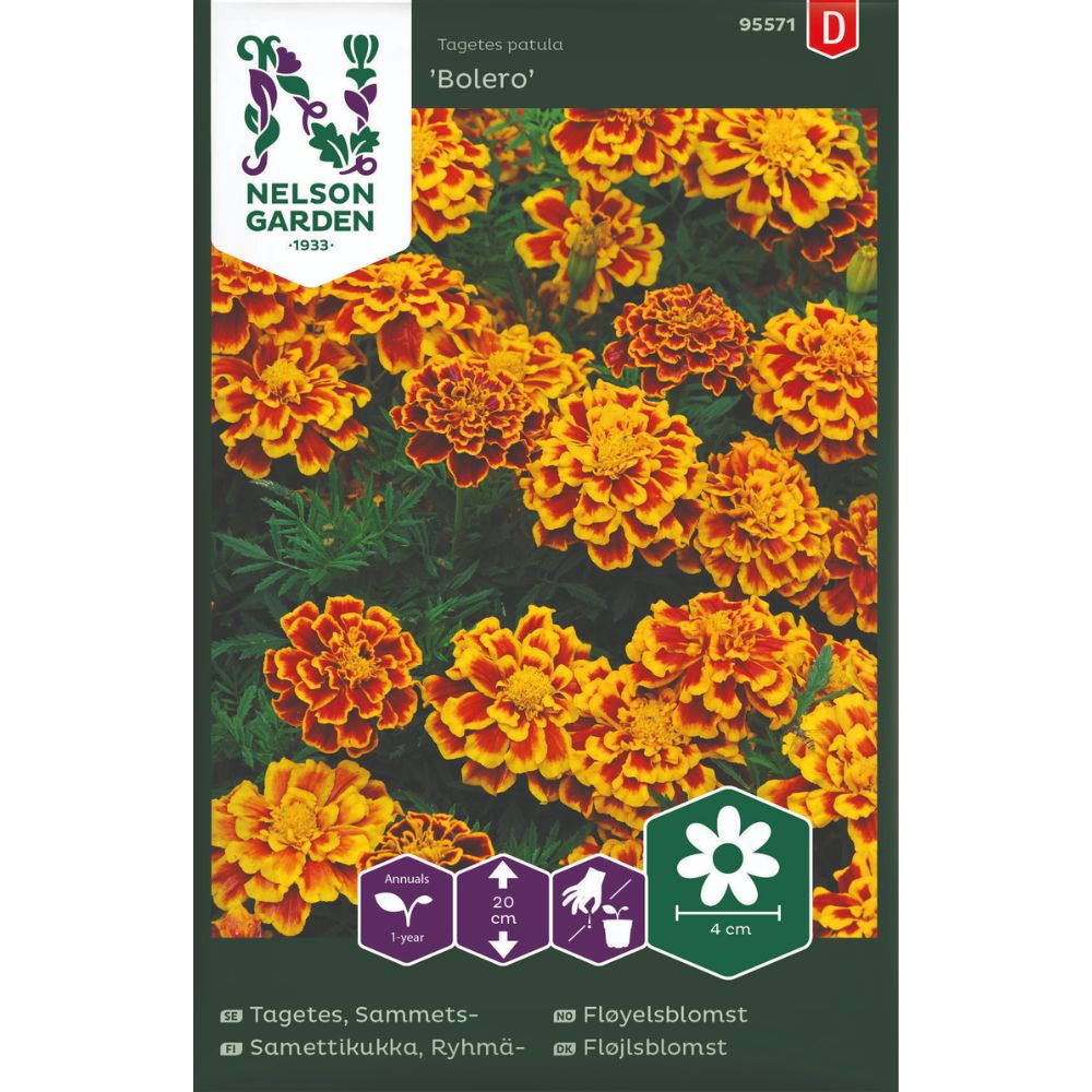 Fløyelsblomst Bolero med rustrøde blomster og guloransje kant i blomsterbed