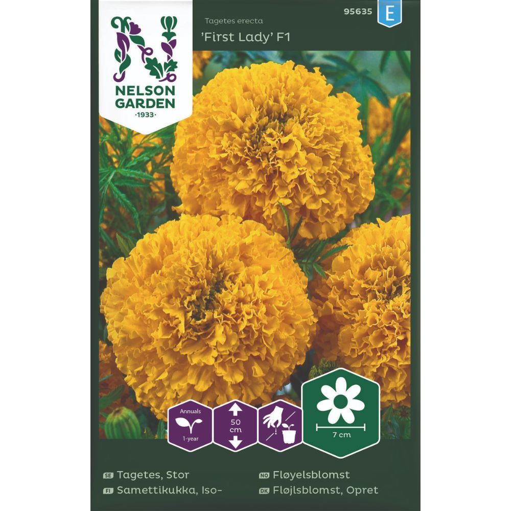 Fløyelsblomst First Lady med store fylte gule blomster i blomsterbed