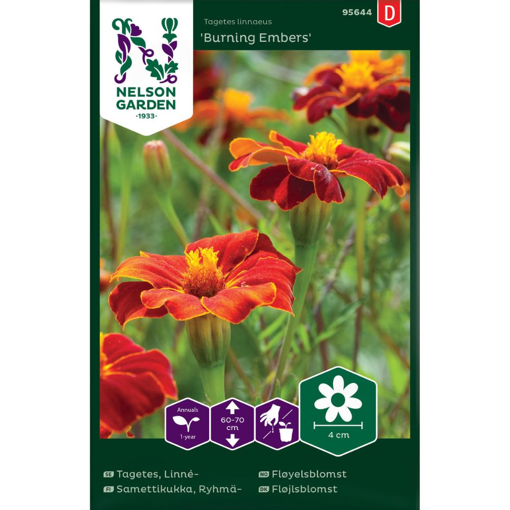 Fløyelsblomst Burning Embers med bronserøde blomster i høyt blomsterbed