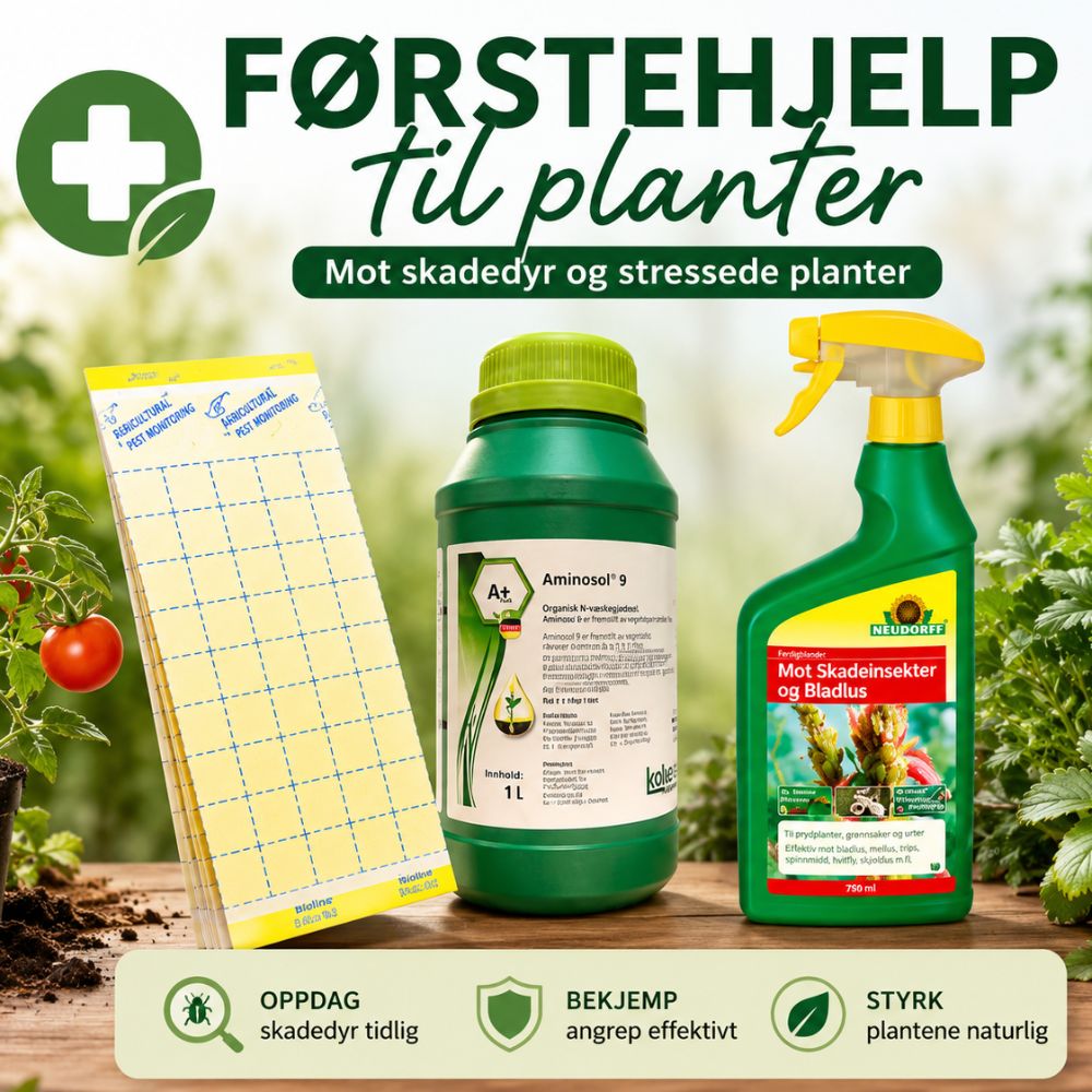 Førstehjelp til planter – Limfeller, Aminosol og insektspray