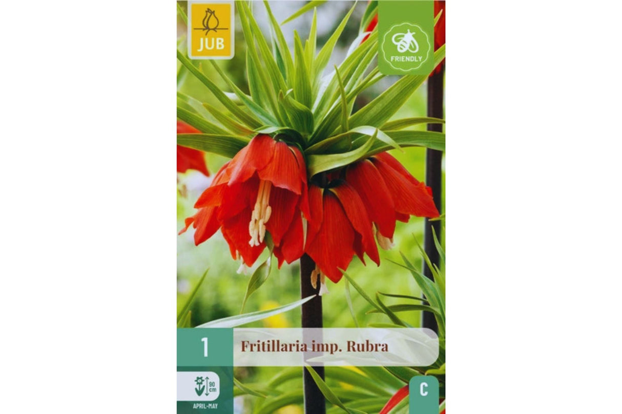 Rød keiserkrone med hengende klokkeformede blomster på høy stengel