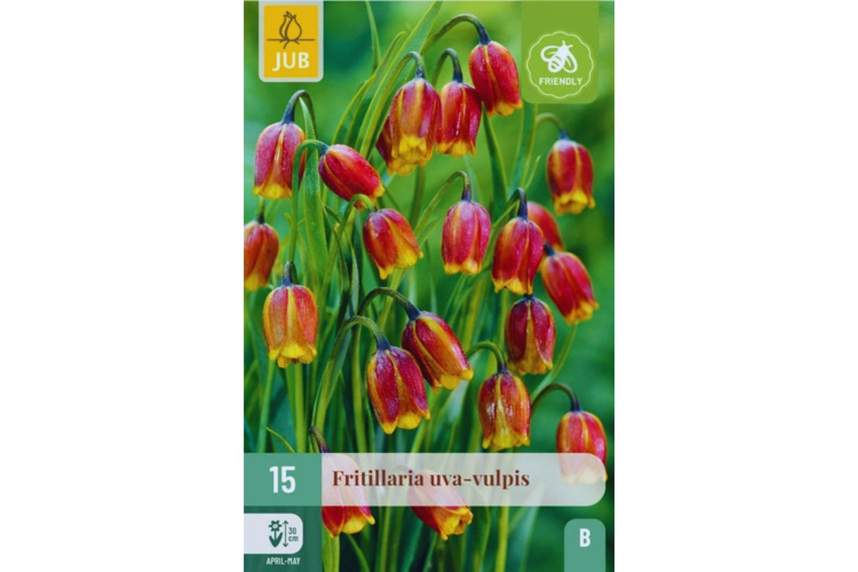 Fritillaria uva-vulpis – Eksotiske brun-gule vårklokker (15 blomsterløk)