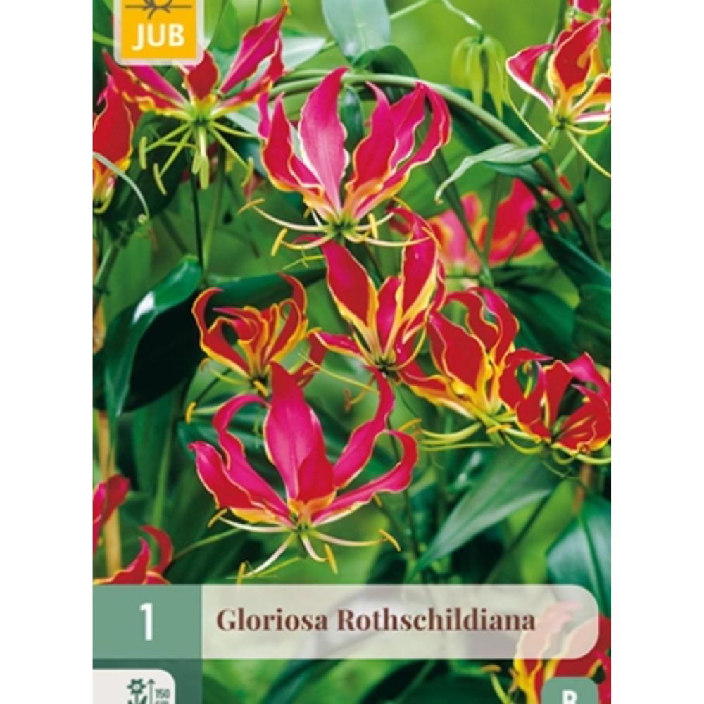 Gloriosa ‘Rothschildiana’ med røde og gule flammeformede blomster på klatrestøtte.