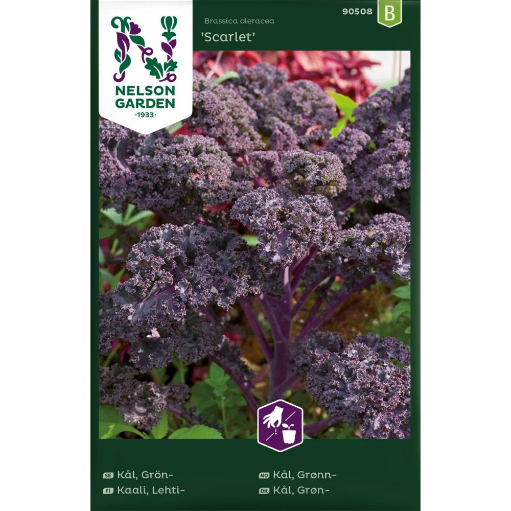 Nærbilde av blader fra grønnkål ‘Scarlet’.