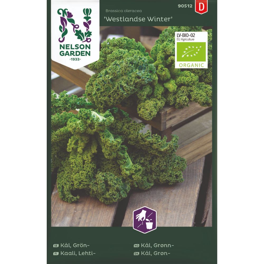 Grønnkål ‘Westlandse Winter’ – økologisk vintergrønnkål