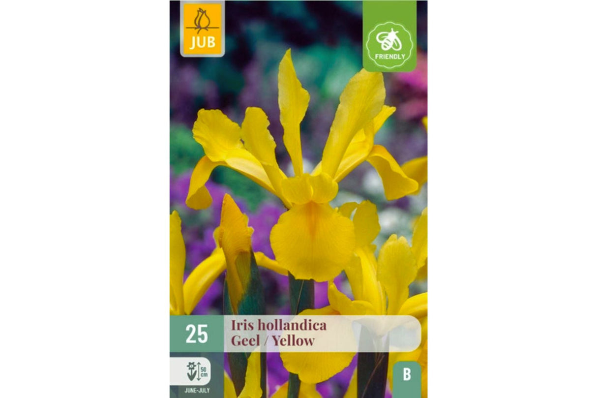 Gule Iris – Strålende Iris hollandica i gult (25 blomsterløk)