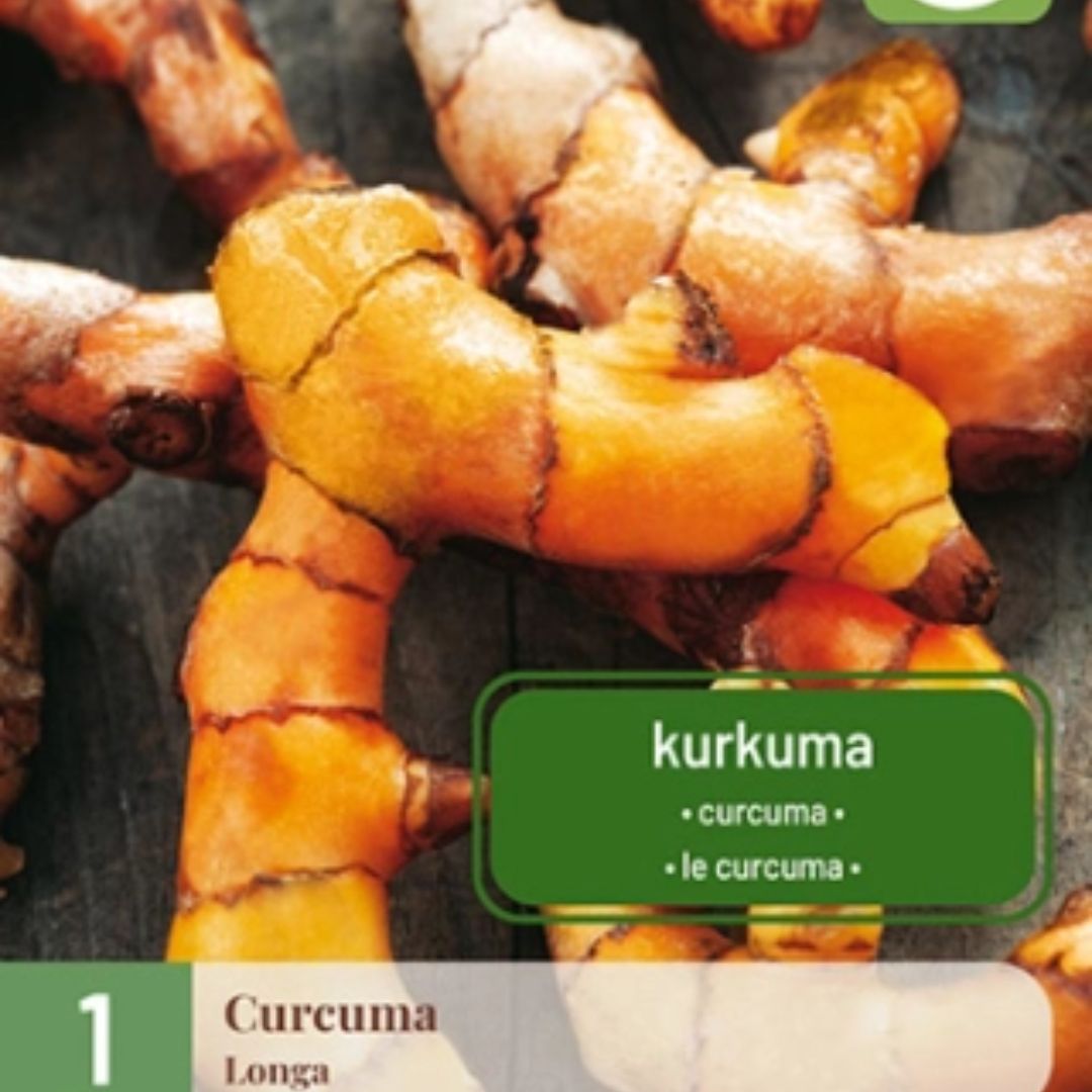 Gurkemeieplante med grønne blader og rosa blomster i krukke.