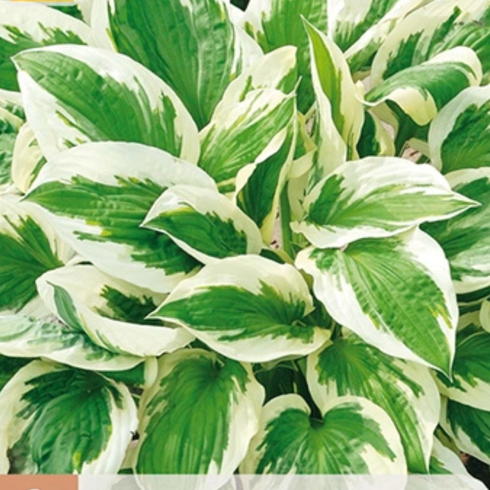 Hosta Patriot gir kontrast og struktur i skyggehagen