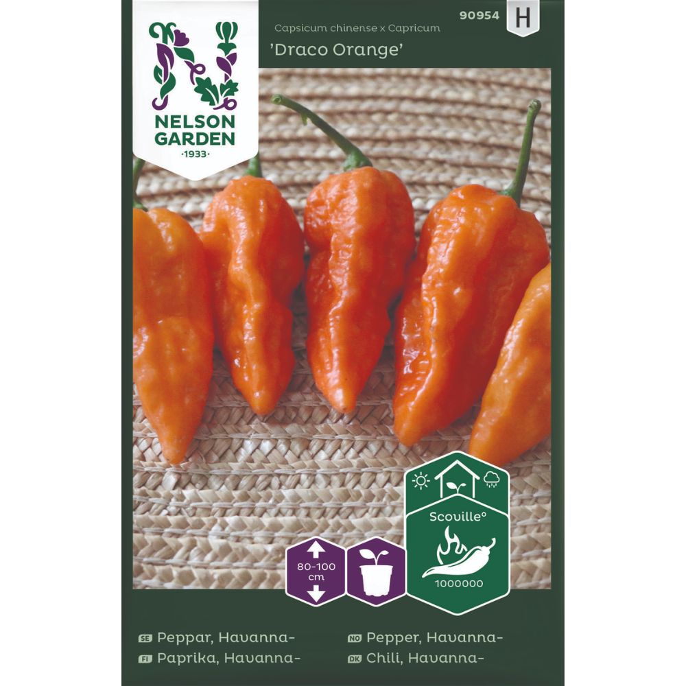 Sterk oransje chili Draco Orange