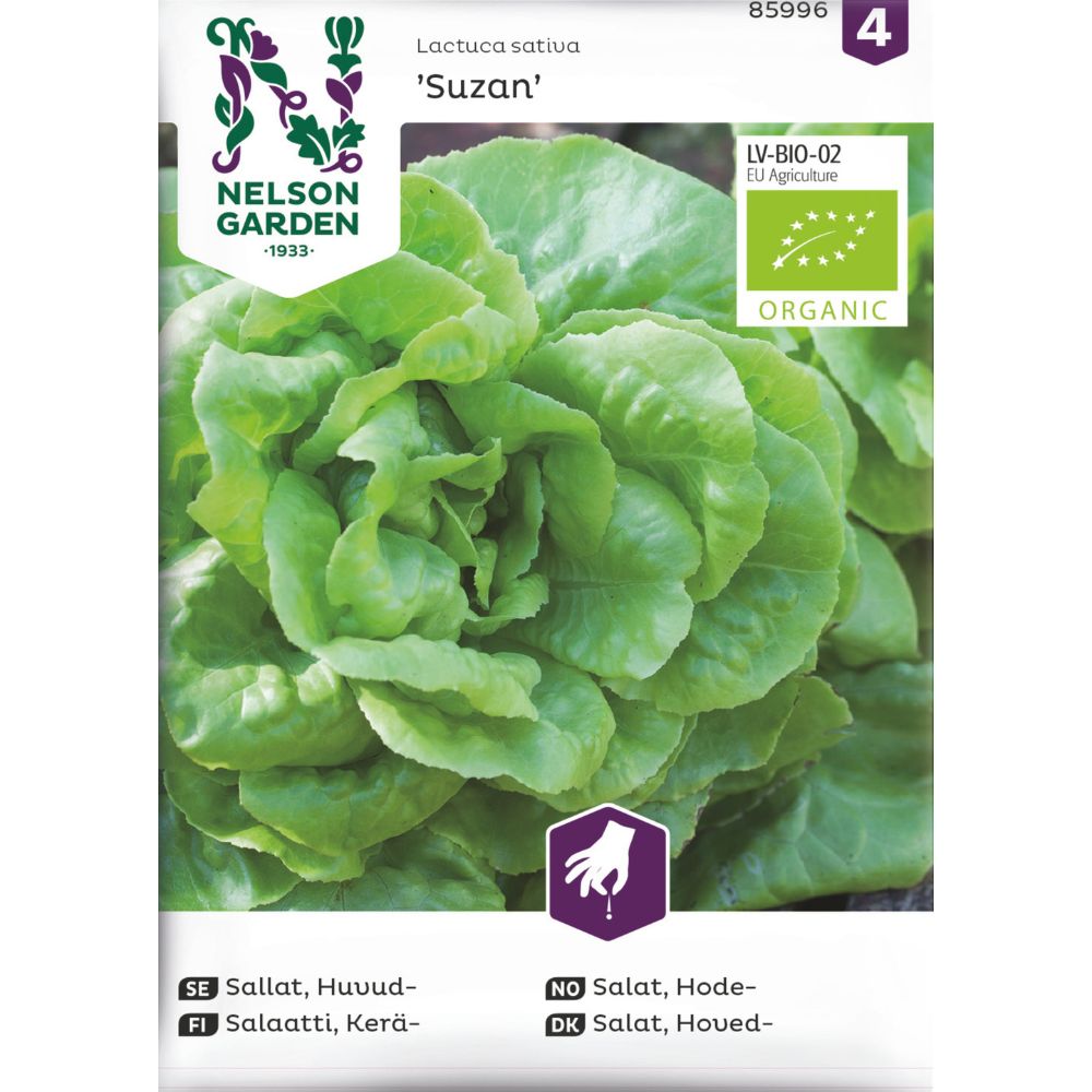 Økologisk hodesalat ‘Suzan’ med fast hode