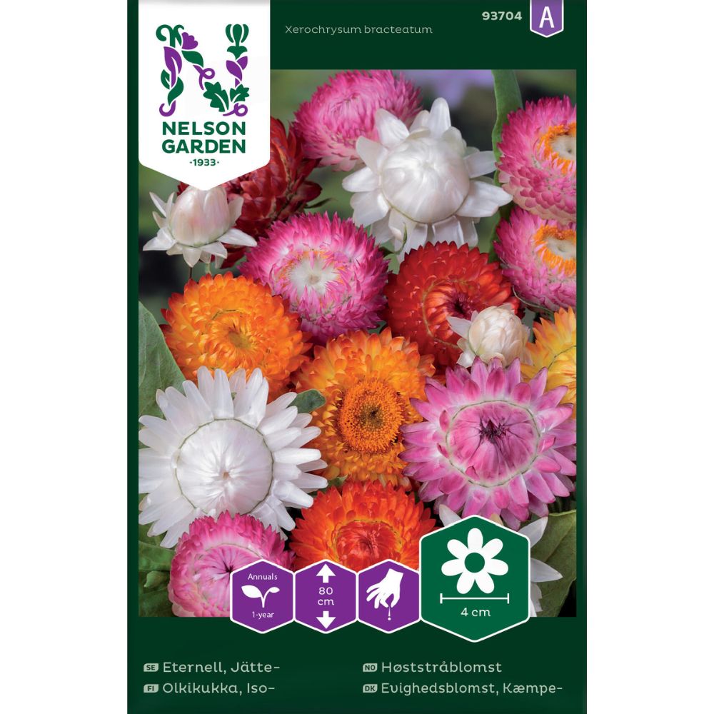 Høststråblomst med doble, fargerike blomster