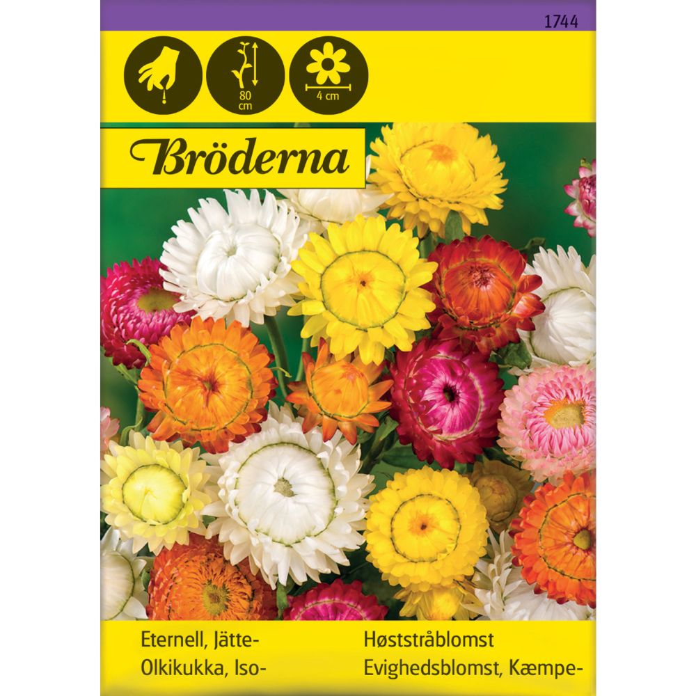 Høy høststråblomst i blandede farger