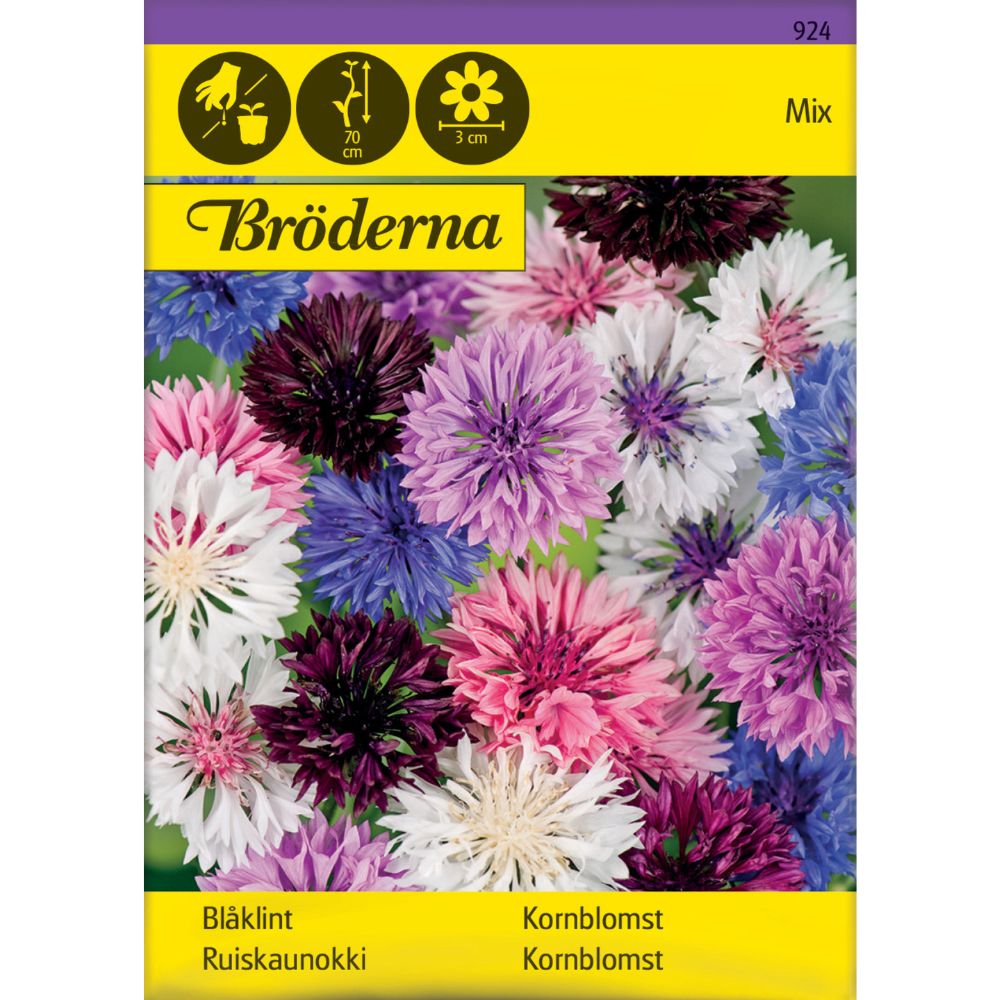 Kornblomst Frø – Høy Sort i Blandede Farger