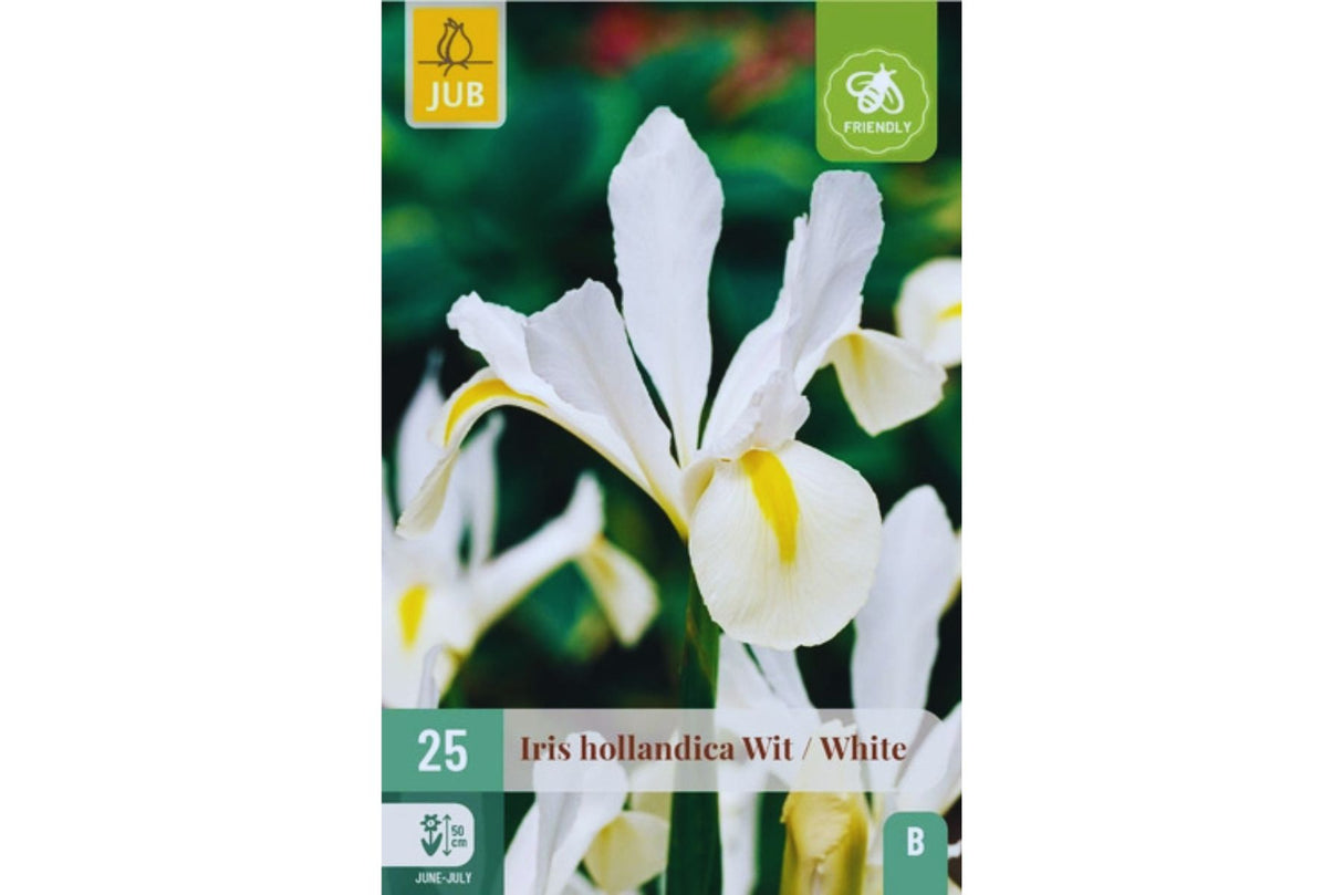 Hvite Iris – Elegante Iris hollandica med ren hvit blomstring (25 blomsterløk)