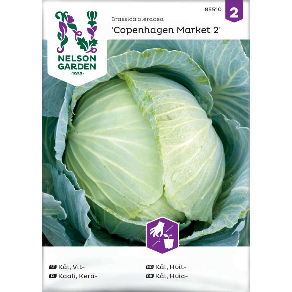 Hvitkål ‘Copenhagen Market 2’ med fast kålhode