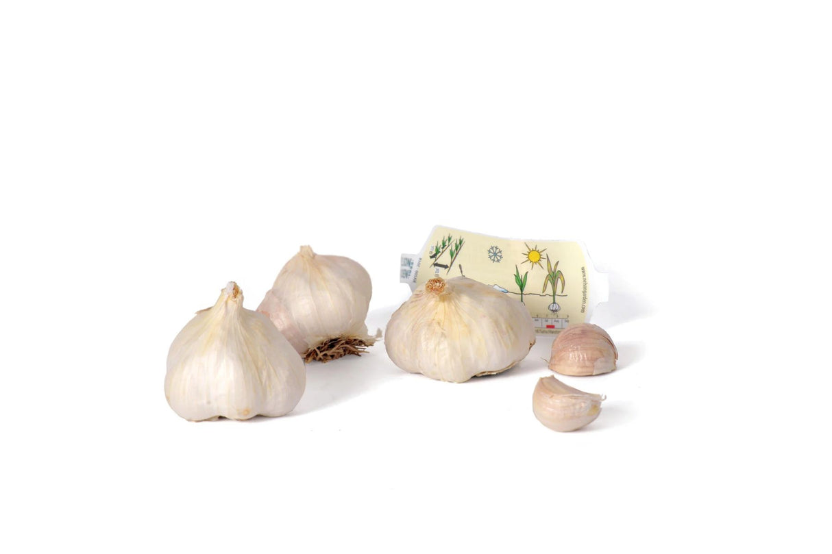 Hvitløk 3-pk – Softneck-hvitløk med gode lagringsegenskaper og flettbar stilk