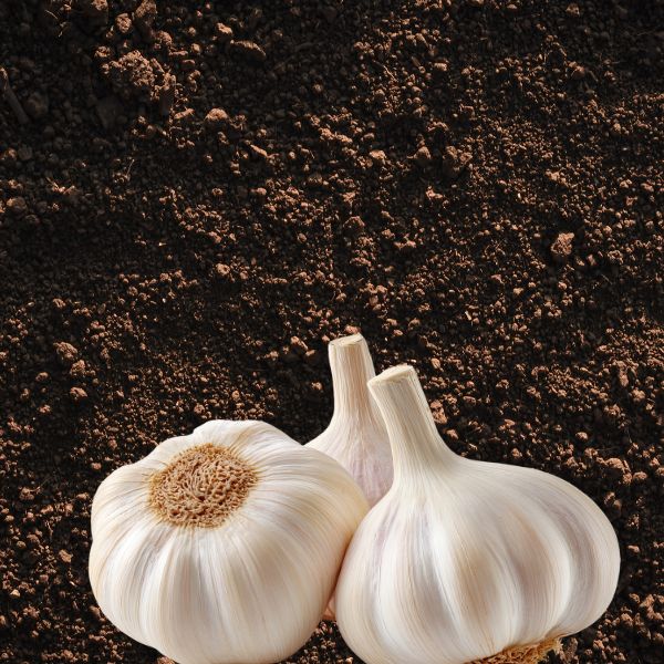 Hvitløk 3-pk – Softneck-hvitløk med gode lagringsegenskaper og flettbar stilk