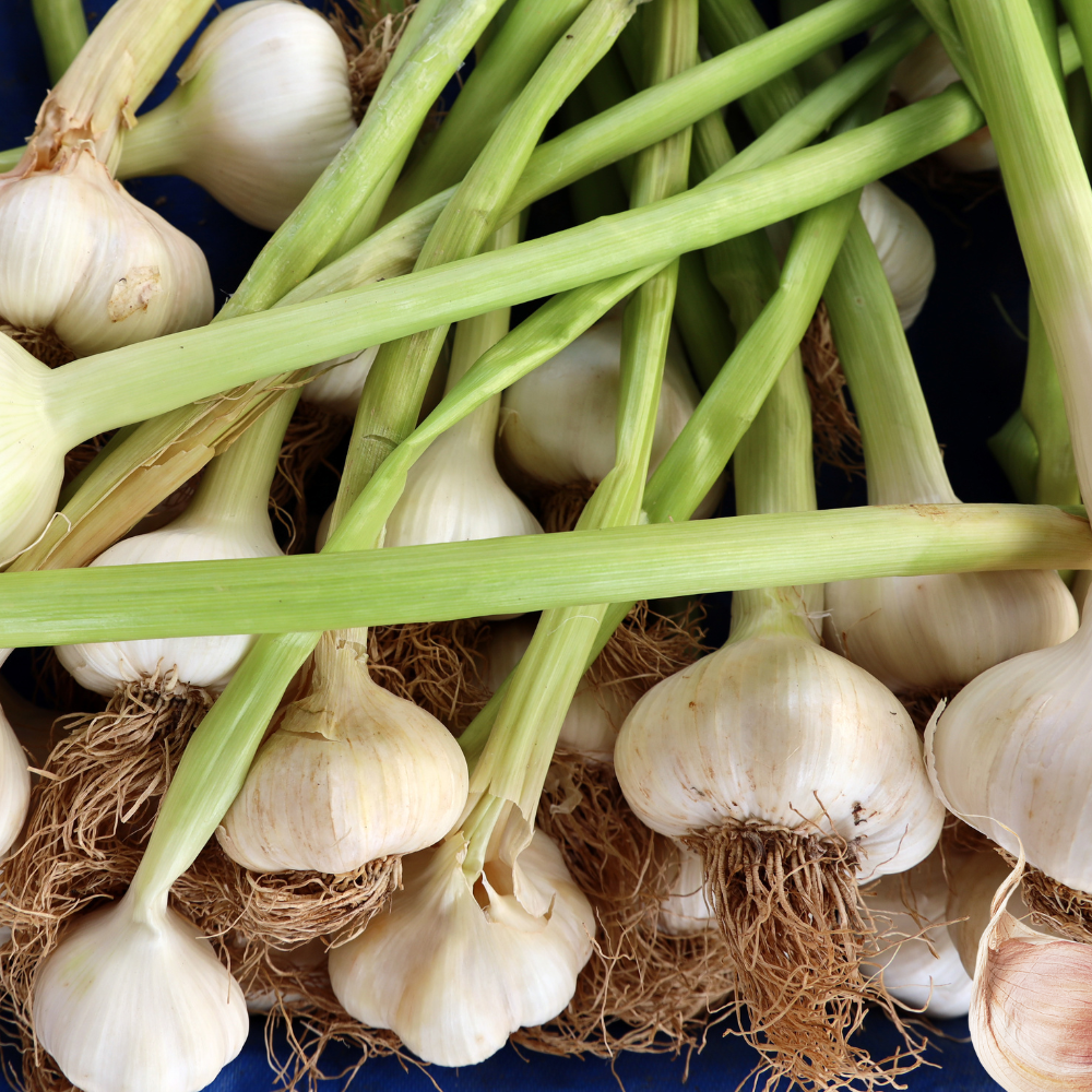 Hvitløk Aulxito – Tidlig hardneck-hvitløk med 15–20 store fedd og hvitt skall