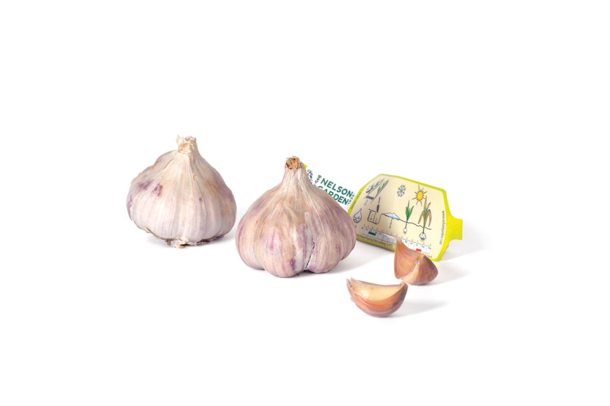 Hvitløk Germidour – Mild og fyldig softneck-hvitløk perfekt til ovnsbaking og grilling