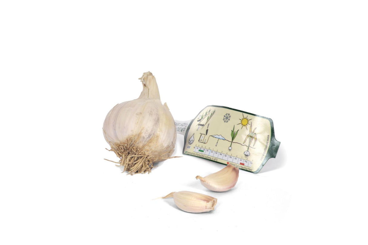 Hvitløk Lautrec – Sen hardneck-hvitløk med rosa fedd og hvitt skall