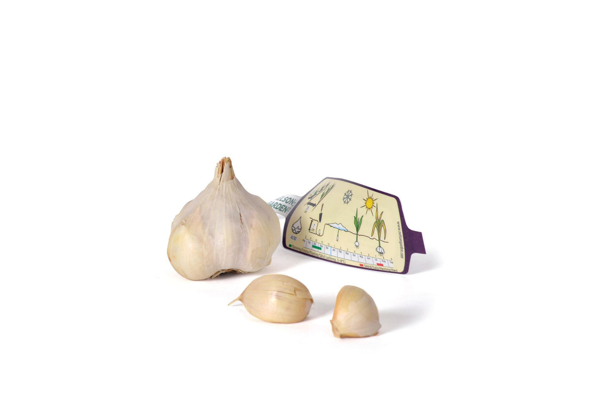 Hvitløk Messidor – Softneck-hvitløk med jevn avling og fyldig smak