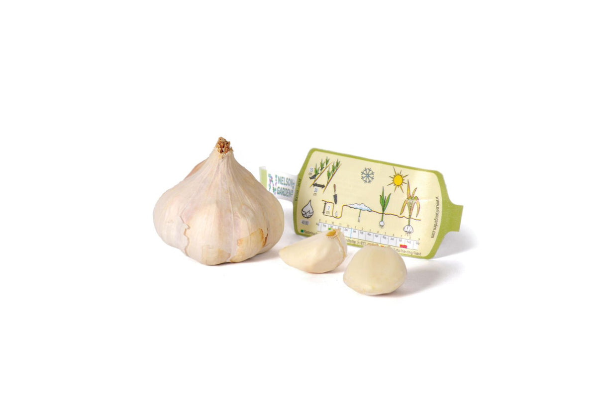 Hvitløk Messidrome Økologisk – Tidlig softneck-hvitløk med fyldig smak og god lagring