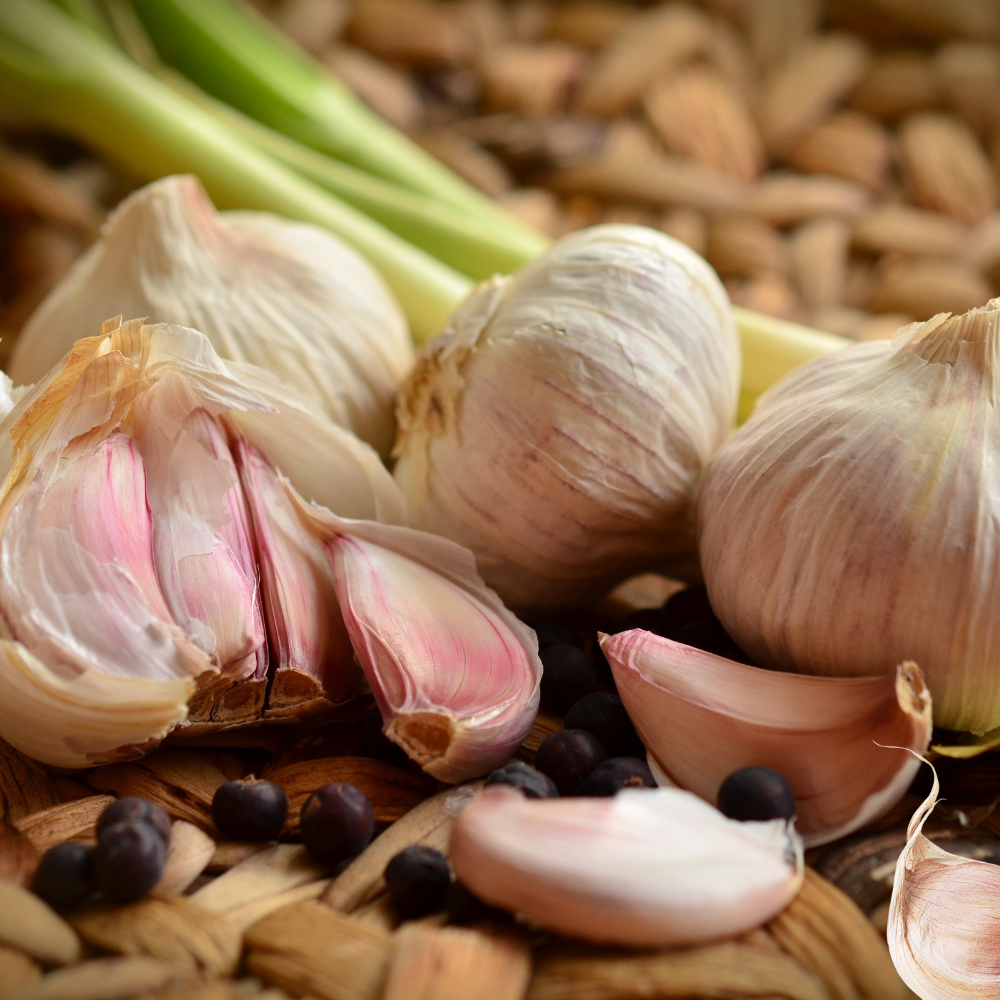 Hvitløk Precosem – Meget tidlig hardneck-hvitløk med 12 fedd og dekorativ farge