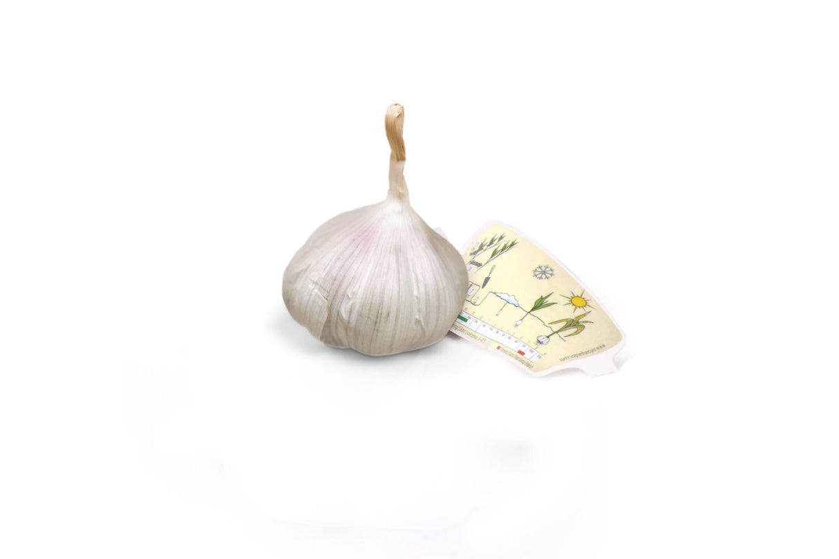 Hvitløk Sabagold – Softneck-hvitløk med søt og frisk smak, god lagringsevne