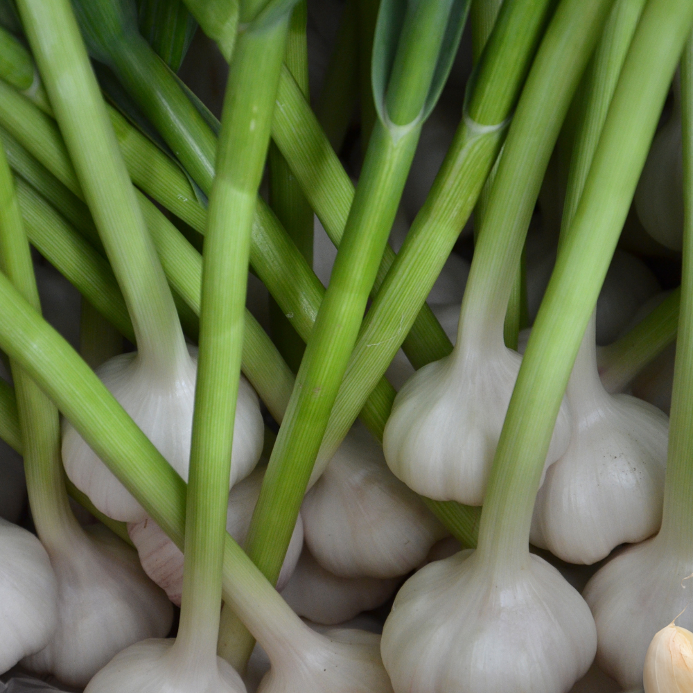 Hvitløk Therador – Hardfør softneck-hvitløk med god lagring og fyldig smak