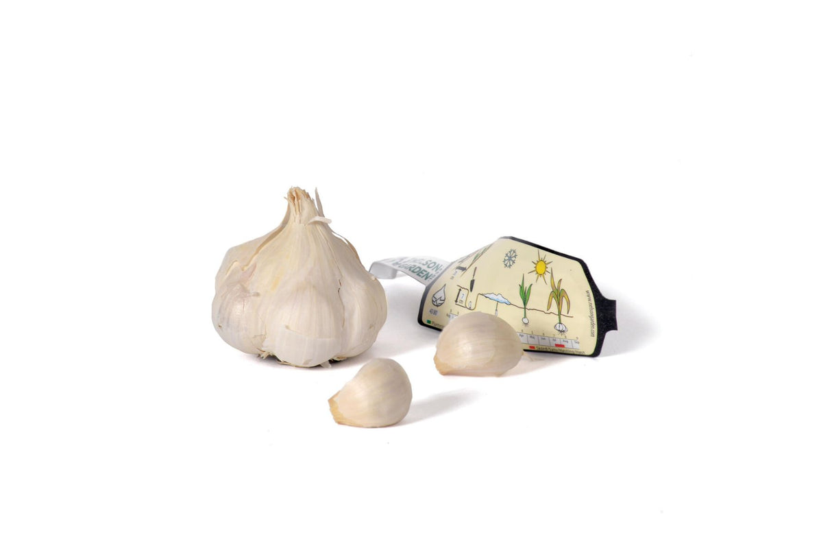 Hvitløk Thermidrome – Tidlig og lagringsvennlig softneck-hvitløk med svak lilla farge