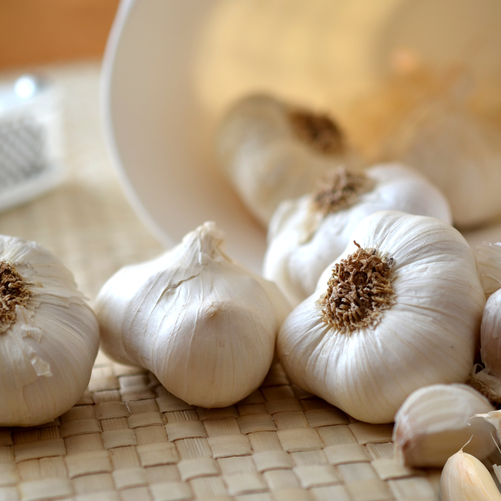 Hvitløk Thermidrome – Tidlig og lagringsvennlig softneck-hvitløk med svak lilla farge