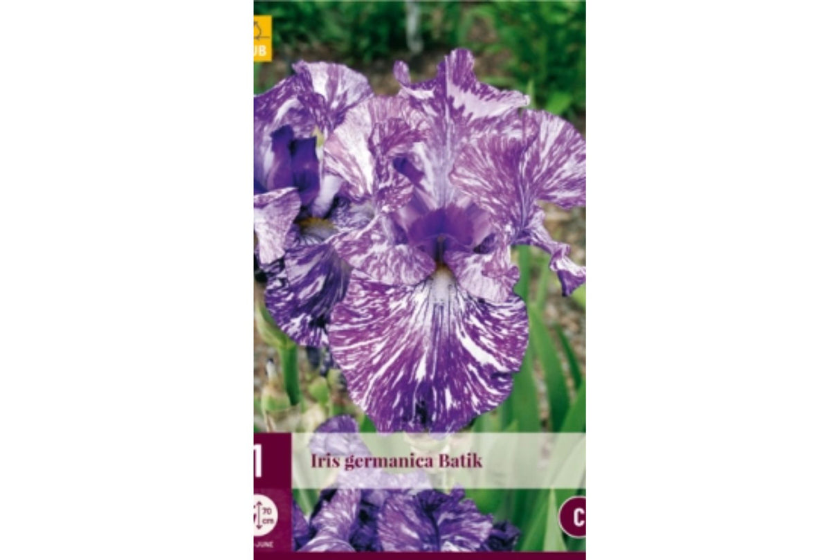 Barrot av batikkmønstret iris med kraftige blomsterstilker