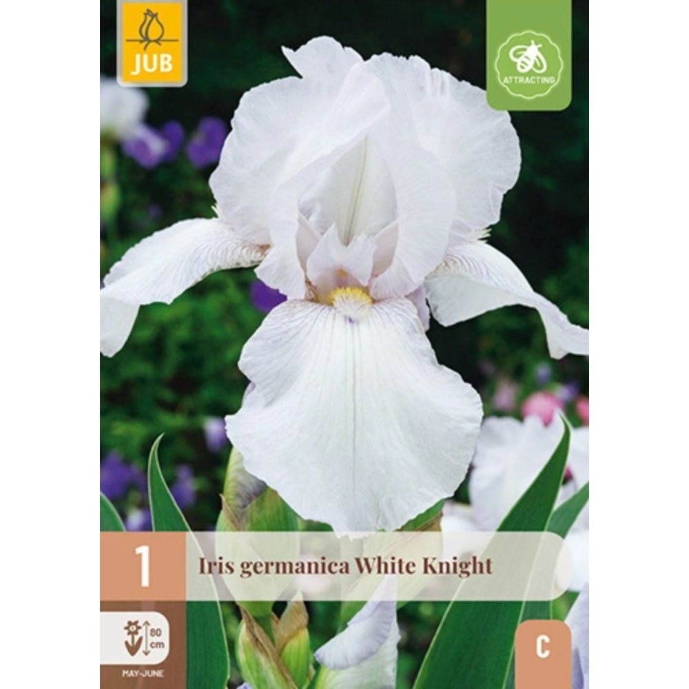 Hageiris White Knight med store hvite blomster