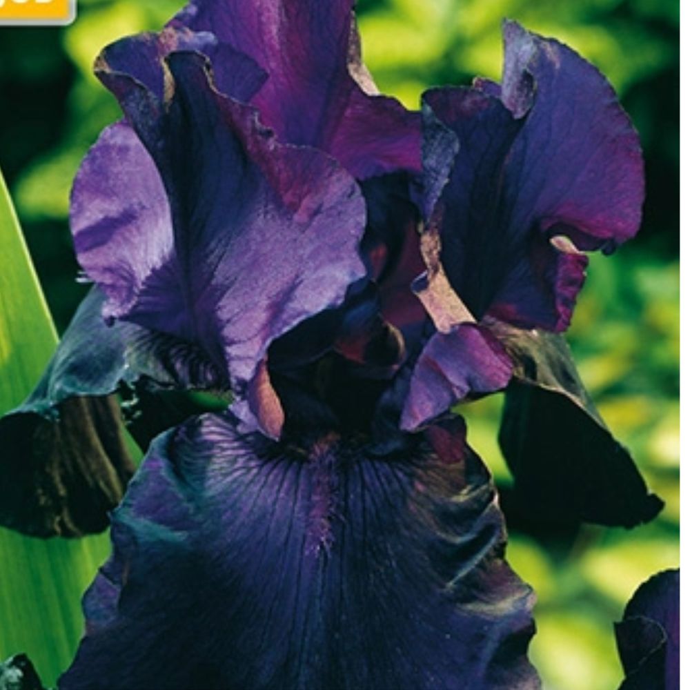 Iris Night Owl gir dramatisk uttrykk i solrikt bed