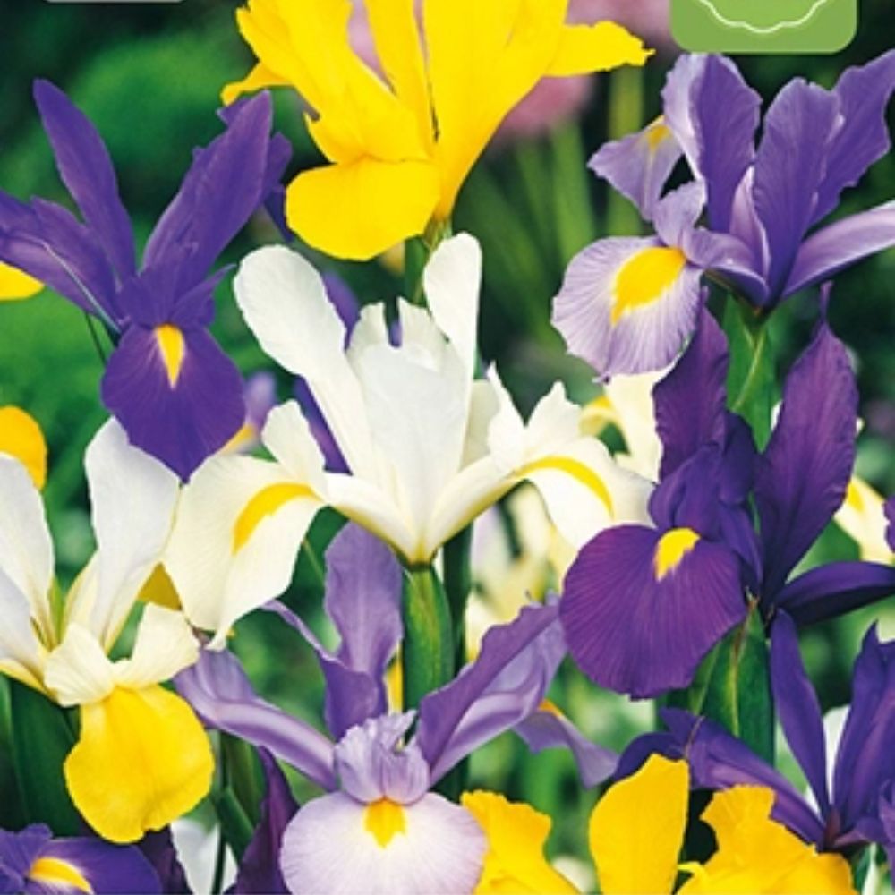 Sommeriris Iris hollandica i ulike farger brukt som snittblomst.