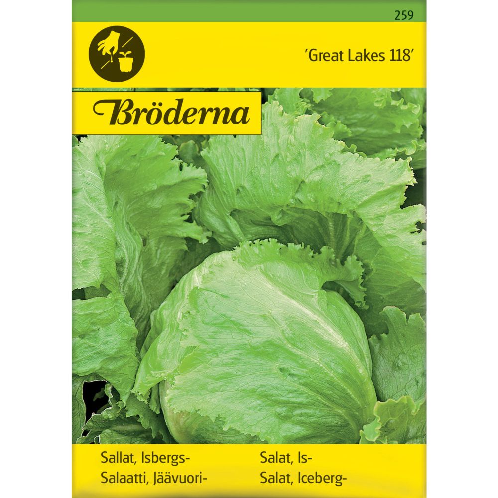 Isbergsalat ‘Great Lakes 118’ med fast, sprøtt hode