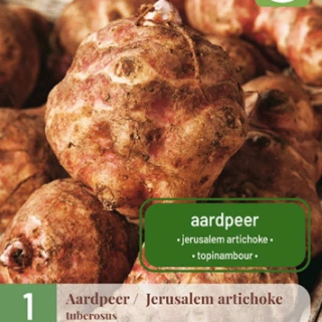 Jordskokkplante med gule solsikkelignende blomster i solrik hage.