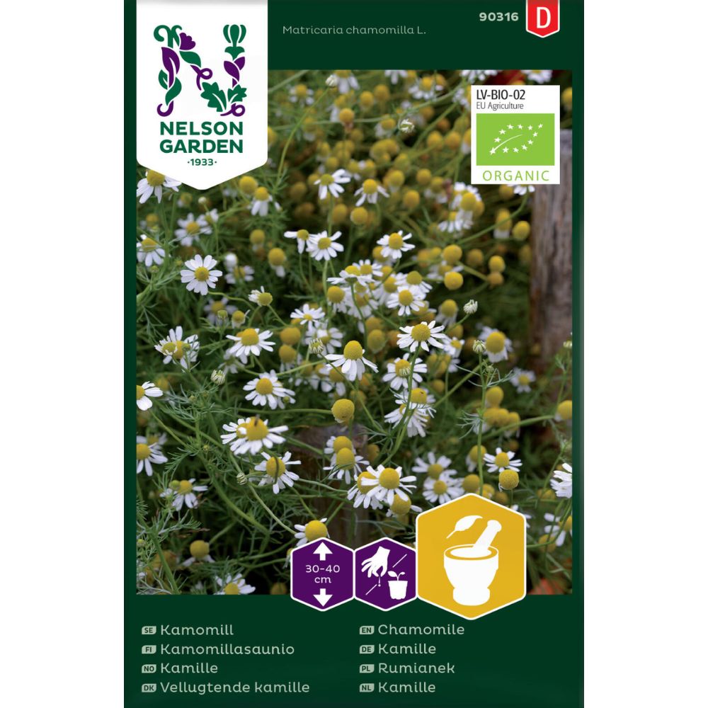 Kamille med hvite blomster og gult senter i hagebed.