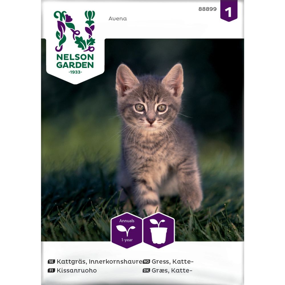 Friskt kattegress dyrket i potte innendørs