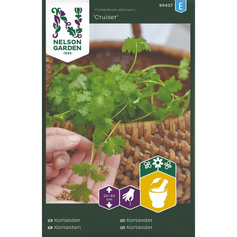 Koriander ‘Cruiser’ – økologisk krydderurt til blad og frø