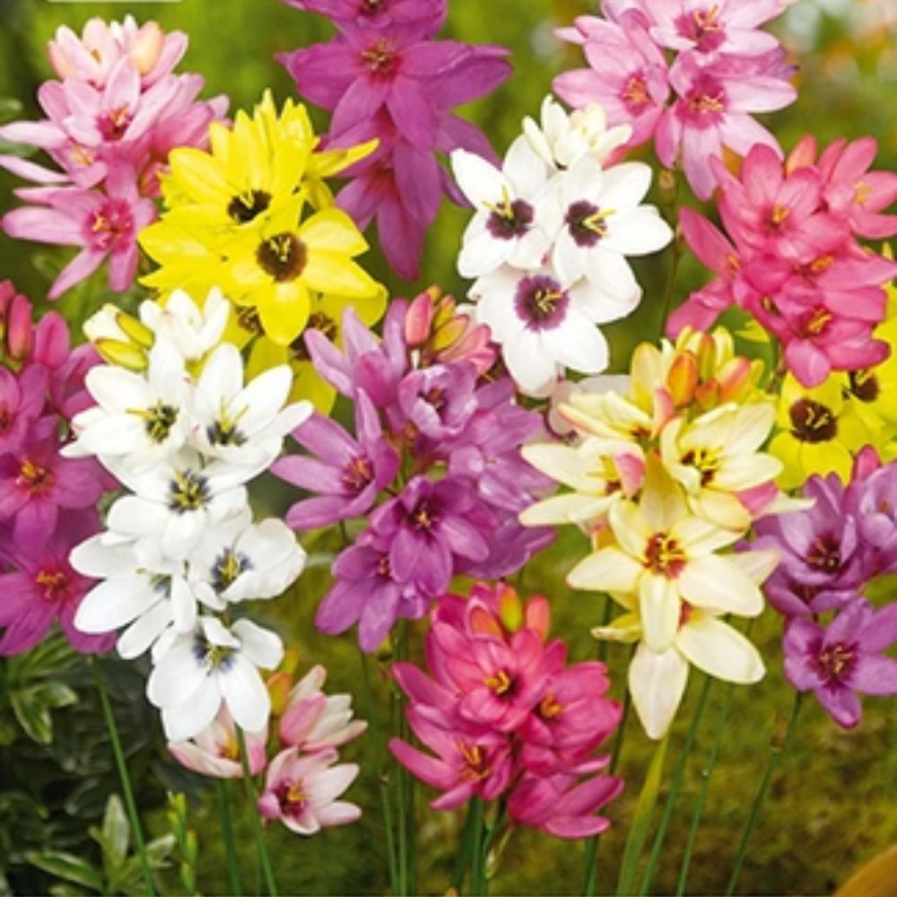 Kornlilje miks med fargerike stjerneformede blomster i bed.