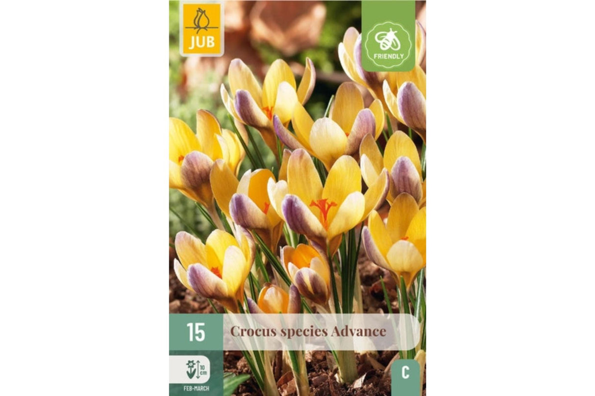 Krokusløk i pakke klare for planting og tidlig vårblomstring